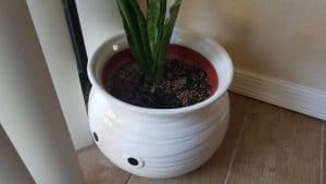 Plant in it's original plastic pot, in a cute plant pot.