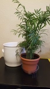 Plant with a clear retention basin and a cute plant pot