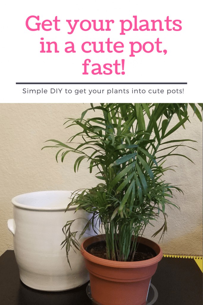 A new plant in a plastic pot, and a cute plant pot to put it in.